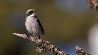 Gr buskskvtta [Grey bushchat] IMGL1356.jpg