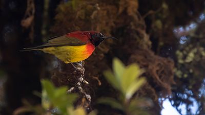 Guldsolfgel [Mrs goulss sunbird] IMGL1431.jpg