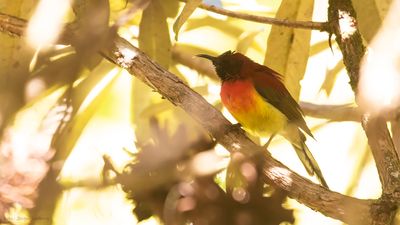 Guldsolfgel [Mrs goulss sunbird] IMGL1644.jpg
