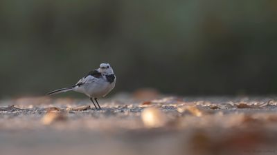 Sderrla [White wagtail] leucopsis IMGL1726.jpg