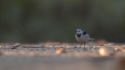 Sderrla [White wagtail] leucopsis IMGL1727.jpg