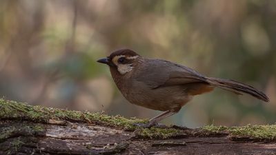 Vitbrynad fnittertrast [White-browed loughingthrush] IMGL1898.jpg