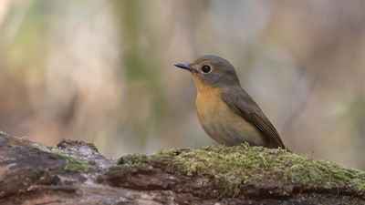 Bergflugsnappare [Hill blue flycatcher] IMGL1920.jpg
