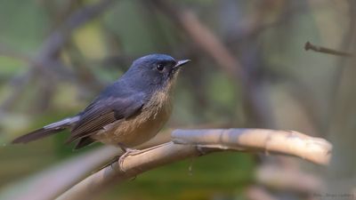 Skifferryggig flugsnappare [Sloty-backed flycatcher] IMGL1926.jpg