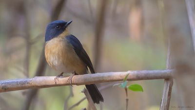Skifferryggig flugsnappare [Sloty-backed flycatcher] IMGL1936.jpg