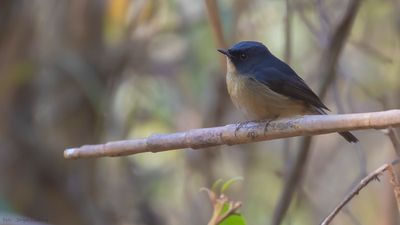 Skifferryggig flugsnappare [Sloty-backed flycatcher] IMGL1947.jpg