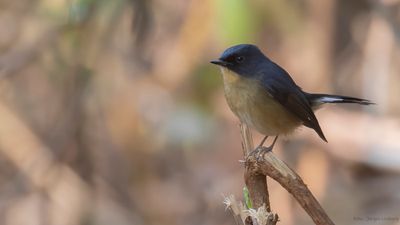 Skifferryggig flugsnappare [Sloty-backed flycatcher] IMGL1953.jpg