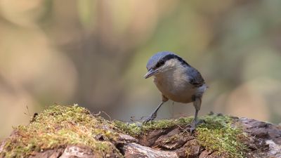 Nagantvcka [Chrestnut-vented nuthatch] IMGL1964.jpg