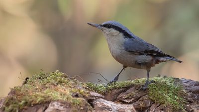 Nagantvcka [Chrestnut-vented nuthatch] IMGL1980.jpg