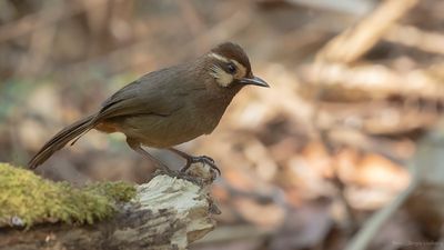 Vitbrynad fnittertrast [White-browed loughingthrush] IMGL1984.jpg