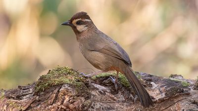 Vitbrynad fnittertrast [White-browed loughingthrush] IMGL1988.jpg