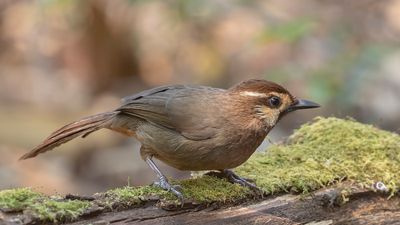 Vitbrynad fnittertrast [White-browed loughingthrush] IMGL1991.jpg