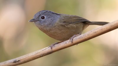 Birds in Thailand
