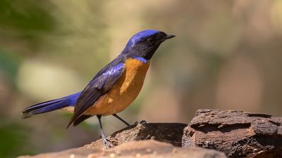 Praktniltavla [Roufus-bellied niltavla] IMGL2084.jpg