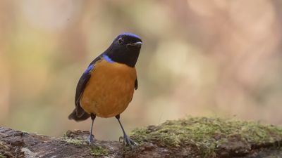 Praktniltavla [Roufus-bellied niltavla] IMGL2100.jpg