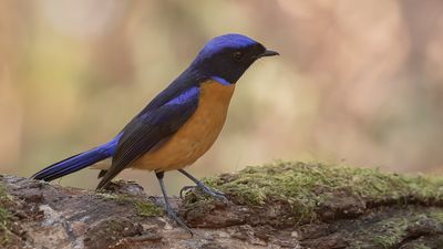 Praktniltavla [Roufus-bellied niltavla] IMGL2101.jpg