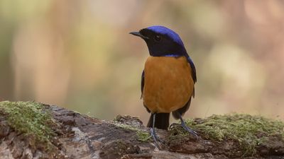 Praktniltavla [Roufus-bellied niltavla] IMGL2105.jpg