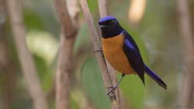 Praktniltavla [Roufus-bellied niltavla] IMGL2122.jpg