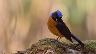 Praktniltavla [Roufus-bellied niltavla] IMGL2127.jpg
