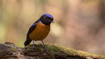 Praktniltavla [Roufus-bellied niltavla] IMGL2136.jpg