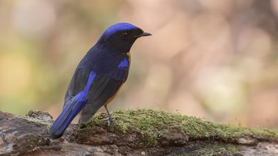 Praktniltavla [Roufus-bellied niltavla] IMGL2140.jpg