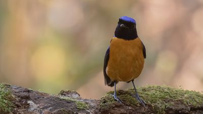 Praktniltavla [Roufus-bellied niltavla] IMGL2143.jpg