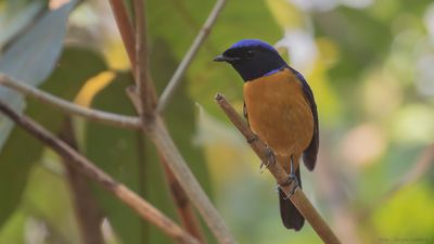 Praktniltavla [Roufus-bellied niltavla] IMGL2147.jpg