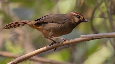 Vitbrynad fnittertrast [White-browed loughingthrush] IMGL2152.jpg