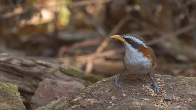 Grkronad sabeltimalia [White-browned scimitar-babbler] IMGL2280.jpg