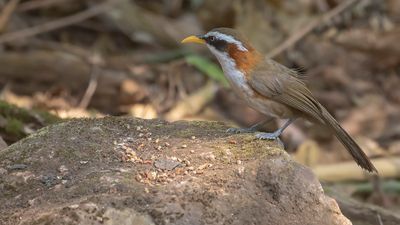 Grkronad sabeltimalia [White-browned scimitar-babbler] IMGL2286.jpg