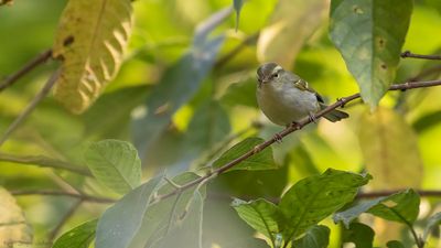 Grbrstad sngare [Ashy-throated warbler] IMGL2468.jpg
