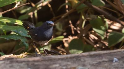Vitbukig nktergal [White-belled redstart] IMGL2483.jpg