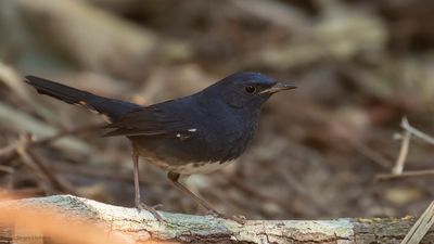 Vitbukig nktergal [White-belled redstart] IMGL2508.jpg