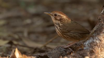 Flcktimalia [Puff-thorated babbler] IMGL2525.jpg