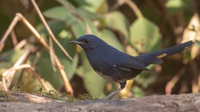 Vitbukig nktergal [White-belled redstart] IMGL2531.jpg