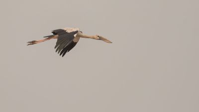 Asiatisk gapnbbsstork [Asian openbill] IMGL3420.jpg