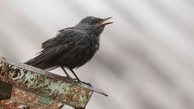 Bltrast [Blue rock thrush] IMGL3505.jpg