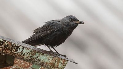 Bltrast [Blue rock thrush] IMGL3507.jpg