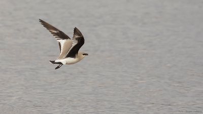 Birds in Thailand