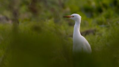 Kohger [Cattle Egret] 0L4A5898.jpg