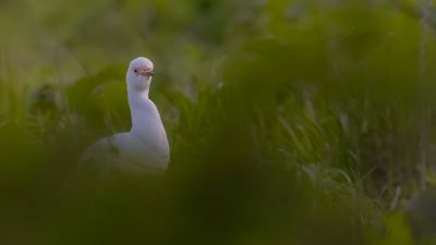 Kohger [Cattle Egret] 0L4A5900.jpg