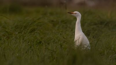 Kohger [Cattle Egret] 0L4A5941.jpg