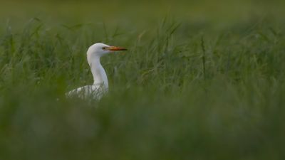 Kohger [Cattle Egret] 0L4A5955.jpg