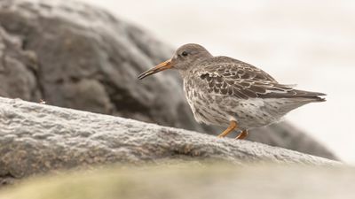 Skrsnppa [Purple Sandpiper] 0L4A6417.jpg