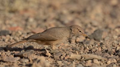 Stenkenlrka [Desert lark] 0L4A7497.jpg