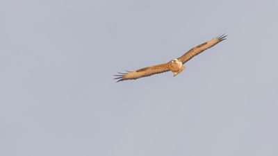 rnvrk [Long-legged buzzard] 0L4A8088.jpg