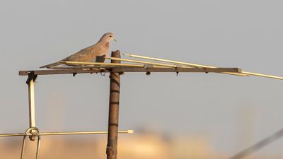 Palmduva [Laughing dove] 0L4A8241.jpg