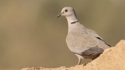 Turkduva [Eurasian collared dove] 0L4A8417.jpg
