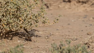 Berbersnrsngare [African Scrub Warbler] 0L4A9293.jpg