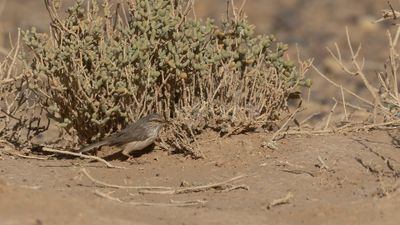 Berbersnrsngare [African Scrub Warbler] 0L4A9301.jpg